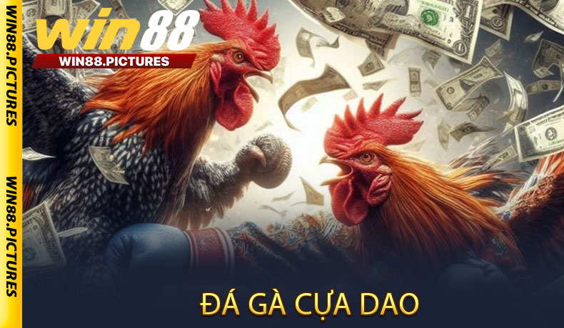 Đá gà cựa dao